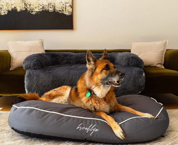 Creating a Peaceful Sleep Haven With a Calming Pet Bed for Dogs